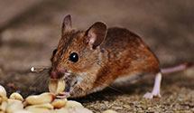 24 Hour & Emergency Exterminators in Thompsons Lake, NY